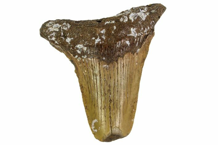 Bargain, Angustidens Tooth - Megalodon Ancestor #163341